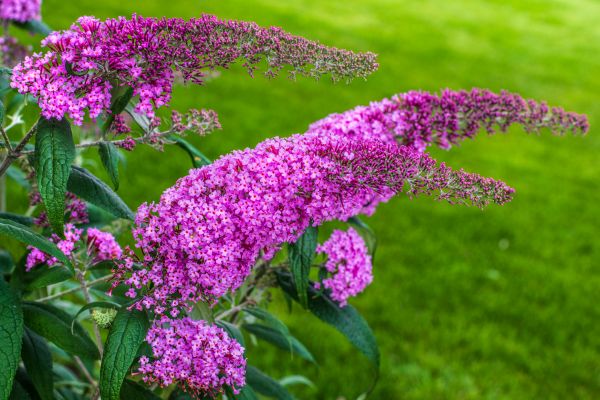 Cost of Butterfly Bush Removal in Dacula