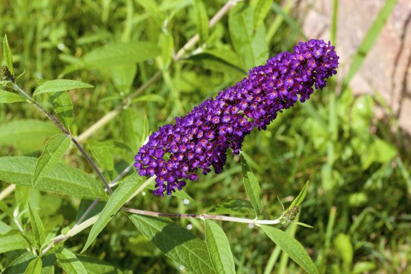 Cost of Butterfly Bush Pruning in Dacula