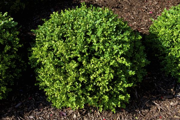 Cost of Boxwood Removal in Dacula