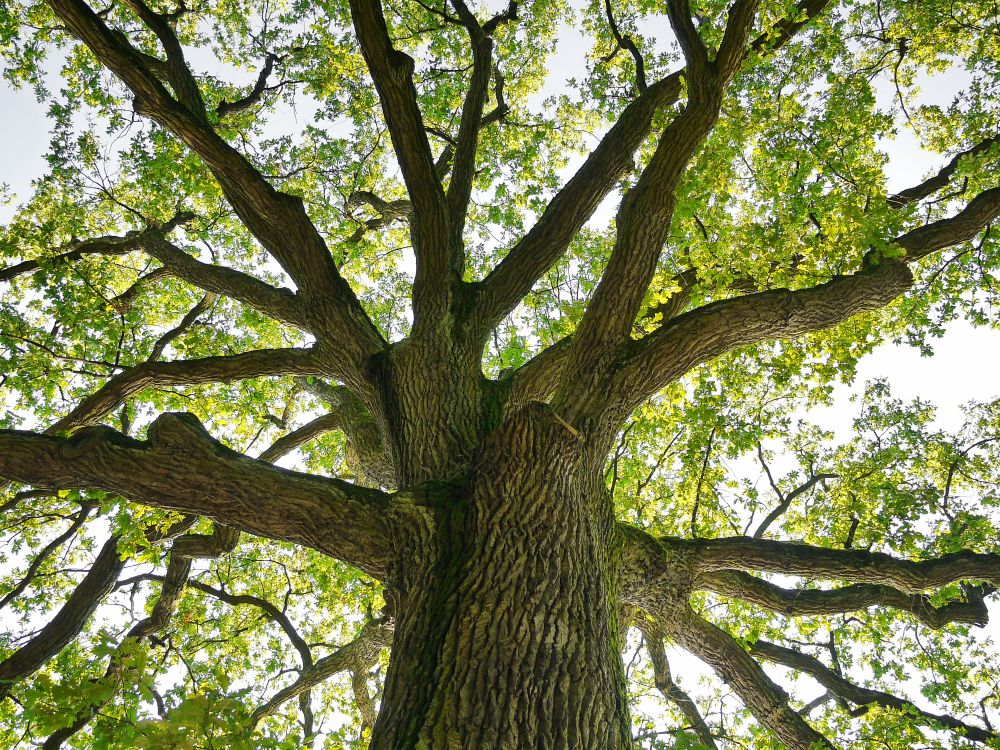Tree Crown Balancing
